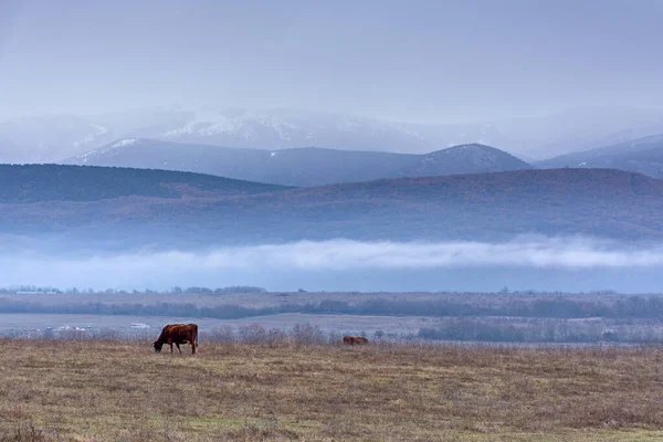 Brązowa Krowa Wypasa Się Zimą Łące Tle Gór Zimowy Krajobraz — Zdjęcie stockowe