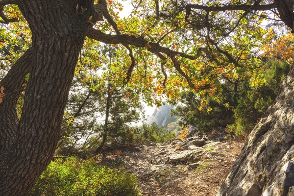 Autumn oak forest on a bright Sunny day, the Sun\'s rays break through the leaves. Mountain autumn landscape. Beauty of the forest. Warm sunny day. Indian summer.