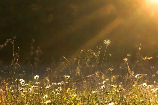 Des Marguerites Soleil Lumière Soleil Soir Illumine Prairie Marguerites Des — Photo