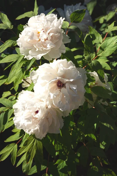 Peonie Bianche Primo Piano Giardino Allevamento Varietà Peonie Orto Botanico — Foto Stock