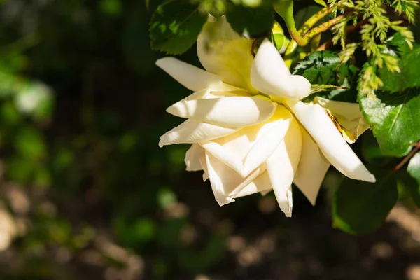 Witte Roos Een Wazige Achtergrond Van Tuin Mooie Bloemenachtergrond Roos — Stockfoto