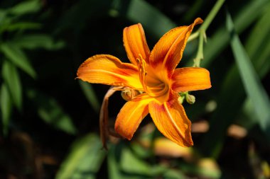 Hemerocallis fulva, portakallı günlük yakın çekim. Parlak bahçe çiçeği. Çiçeklerle dolu bir yaz bahçesi. Seçici odak noktasında günlük turuncu. Bahçedeki çiçeklerin makro fotoğrafları.