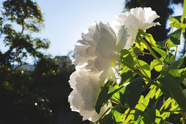 Witte Pioenen Close Tuin Het Kweken Van Pioenenrassen Botanische Tuin — Stockfoto