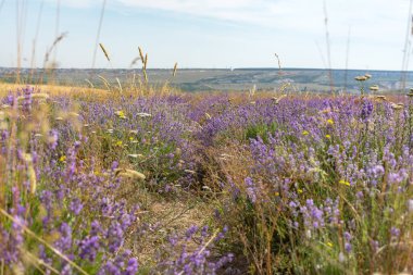 Kırım 'daki lavanta tarlası. Sabahın köründe çiçek açan lavanta. Sonsuz çiçek tarlaları. Kozmetik üretimi. Eski tarz. Kaynak.