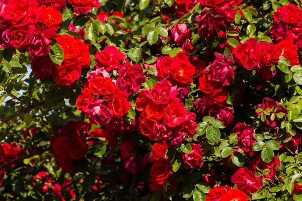 Bandeira Flores Rosas Vermelhas Brilhantes Bush Fundo Floral Verão Brilhante — Fotografia de Stock