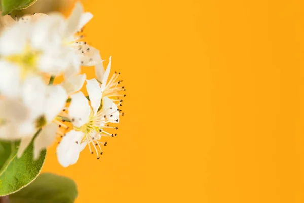 Virágzó Körteág Sárga Háttérrel Egy Tavaszi Üdvözlőlap Elrendezése Virágok Szöveggel — Stock Fotó
