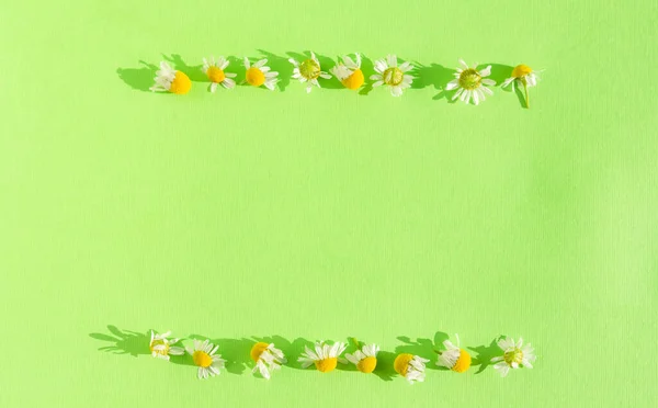 Composition of daisies flowers on a green background top view. Layout of a bright summer greeting card. Two lines of flowers. Space for text. Bright green background. Creative banner