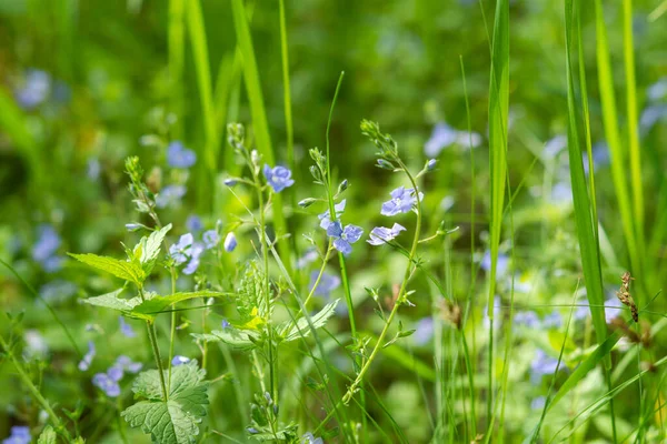 Forget Nots Forest Blurry Background Soft Focus Delicate Blue Flowers — Stock Photo, Image