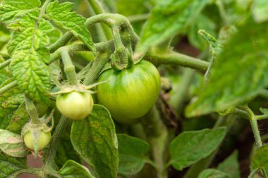 Bahçedeki yeşil domatesler. Açık arazide domates yetiştiriyorlar. Bir dalda meyveli domates. Hastalıklar ve domates haşereleri. Bahçede domateslerin olgunlaşması.