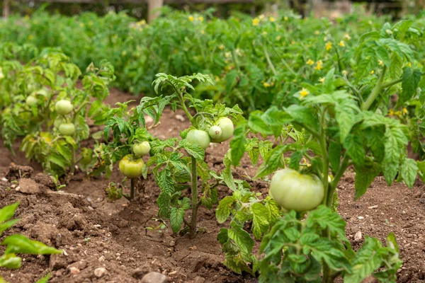 Green tomatoes in the garden. Growing tomatoes in the open ground. Fruit tomato on a branch close-up. Diseases and pests of tomato. Maturation of tomatoes in the garden.