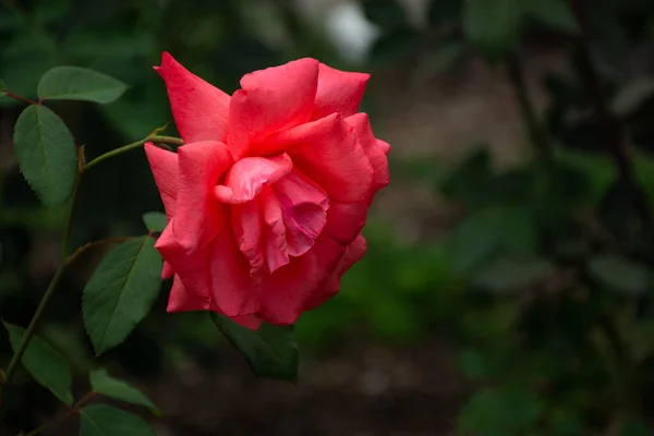 Rosa Rossa Primo Piano Giardino Bellissimo Sfondo Floreale Rosa Fuoco — Foto Stock