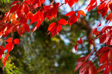 Vahşi üzümlerin kırmızı yaprakları. Parlak güneş ışığı. Sonbahar doğal arka planı. Parkın bulanık arka planında güzel sonbahar yaprakları.