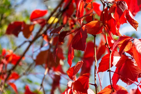 Feuilles Rouges Raisins Sauvages Lumière Soleil Brillante Automne Fond Naturel — Photo