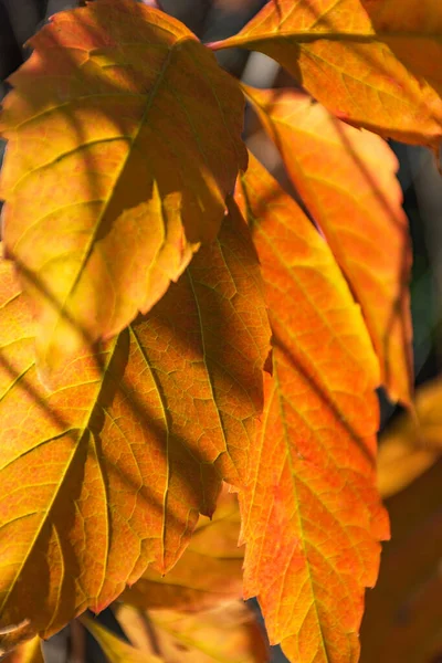 Πορτοκαλί Φύλλα Φθινοπώρου Ένα Κοντινό Δέντρο Φωτεινό Φως Φθινόπωρο Φυσικό — Φωτογραφία Αρχείου