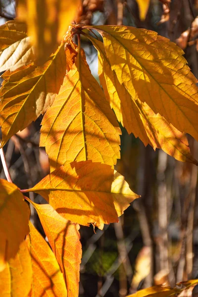 Las Hojas Anaranjadas Otoñales Sobre Árbol Acercan Luz Del Sol —  Fotos de Stock