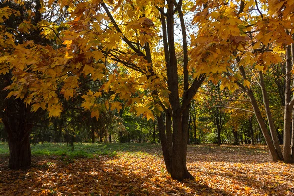 Autumn Parkban Fák Sikátora Függőleges Formátum Sétálj Parkban Piros Sárga — Stock Fotó