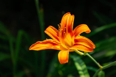Hemerocallis fulva, portakallı günlük yakın çekim. Parlak bahçe çiçeği. Çiçeklerle dolu bir yaz bahçesi. Seçici odak noktasında günlük turuncu. Bahçedeki çiçeklerin makro fotoğrafları.