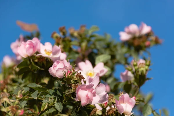 Róża Kwiaty Bliska Pod Błękitnym Niebem Dzika Róża Bush Centrum — Zdjęcie stockowe