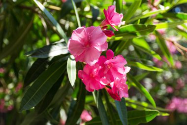 Oleander pembe latin. Neryum her daim yeşil olan bir güney bitkisidir. Seçici odak noktasında pembe egzotik çiçekler. Bir kartpostal için güzel bir geçmiş. Parlak yaz çiçeği. Subtropikal bitki.