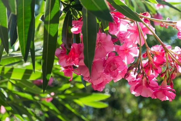 Oleander Pink Lat Nerium Est Une Plante Feuilles Persistantes Sud — Photo