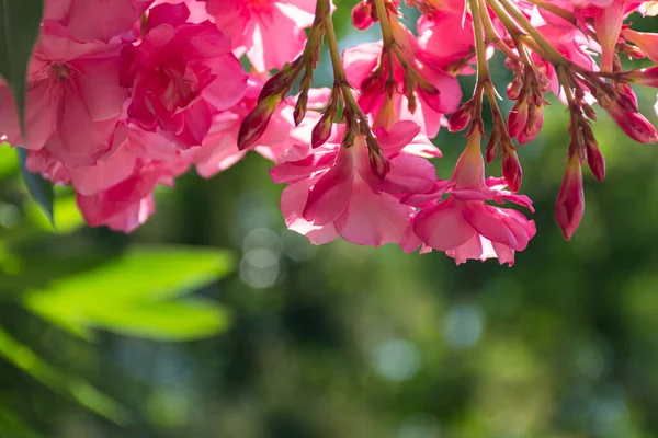 Oleander Roze Lat Nerium Een Groenblijvende Zuidelijke Plant Roze Exotische — Stockfoto