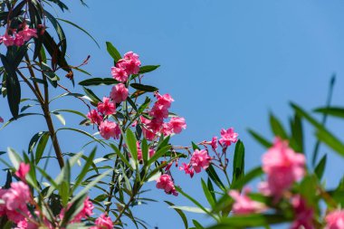 Oleander pembe latin. Neryum her daim yeşil olan bir güney bitkisidir. Seçici odak noktasında pembe egzotik çiçekler. Bir kartpostal için güzel bir geçmiş. Parlak yaz çiçeği. Subtropikal bitki.