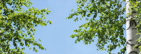 Вид Березових Дерев Банер Формат Оформлення Горизонтальний Поштової Листівки Конструктор — стокове фото