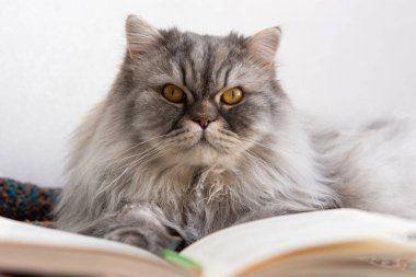 Kürklü bir İskoç kedisi elinde bir kitapla yatıyor. Bir kitap ve daha yakından bakmak. Okuma konsepti. Evim güzel gri kedi yavrusu. Ciddi bir safkan kedinin portresi. Akıllı ol ve kameraya bak..