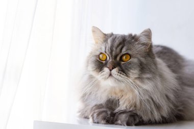Yumuşak gri İskoç kedisi. Yakın plan portre. turuncu güzel gözler. Evcil safkan kedi. Düşünceli bir bakış..