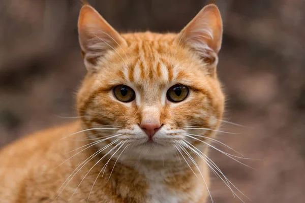 Ritratto Gatto Rosso Primo Piano Gatto Dai Capelli Rossi Con — Foto Stock