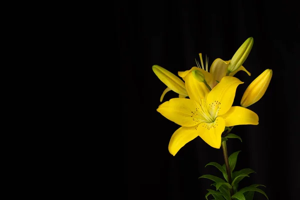 Gelbe Lilien Auf Schwarzem Hintergrund Mit Platz Für Text Die — Stockfoto