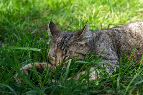 Eine Gestromte Katze Schläft Auf Dem Grünen Gras Entspannung Und — Stockfoto