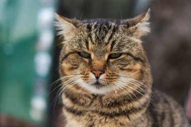 Çizgili kedi portresi. Yakın plan. Kızgın sokak kedisi. Gözleri kısılmış düşünceli bir bakış. Yeşil gözlü güzel kedi.