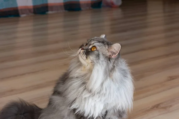 A fluffy Scottish cat is sitting on the floor of the apartment. The kitten is watching the owner. A thoroughbred Scottish grey cat. Beautiful and curious look.