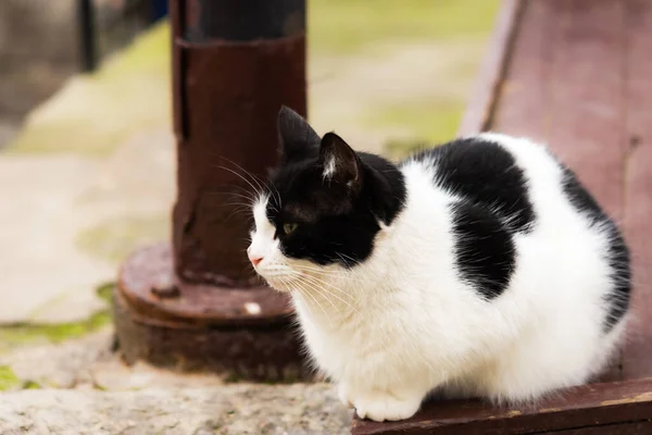 A black and white cat is sitting on the street. An angry cat with green eyes. Cat in soft focus. White and black coat color. A serious and thoughtful look away.