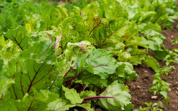 Beet leaves in the garden. The cultivation of red beet. Home vegetable garden. Leaves close-up. Vegetarianism.