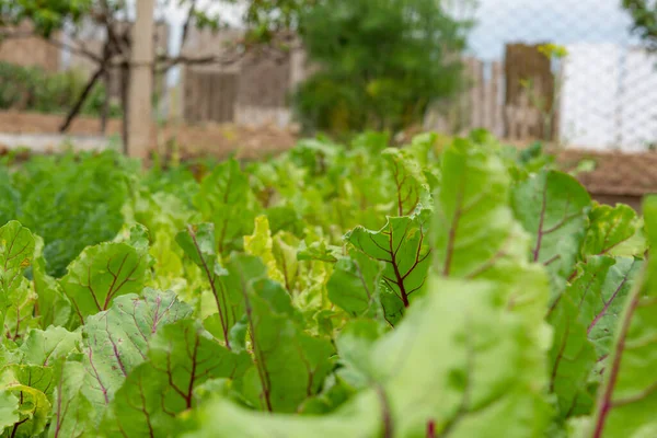 Beet leaves in the garden. The cultivation of red beet. Home vegetable garden. Leaves close-up. Vegetarianism.