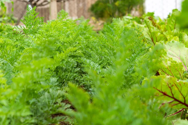 Green Carrot Leaves Garden Growing Carrots Dacha Plot Home Vegetable — Stock Photo, Image