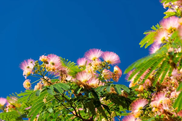 Albizia Lenkoran Lat 金银花或丝相思树 一种亚热带的树 开着精致的丝花 明亮的自然背景 — 图库照片