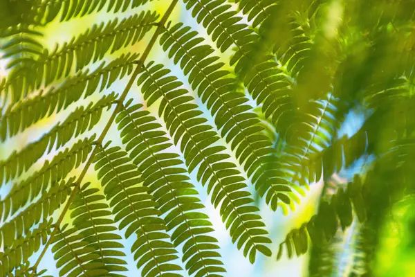 Grüner Sommerhintergrund Aus Akazienblättern Blätter Von Lenkoran Akazien Oder Albizia — Stockfoto