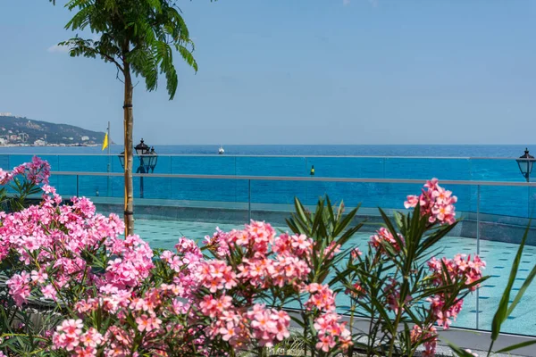 Adelfa Que Florece Terraplén Yalta Crimea Nueva Zona Peatonal Reconstruida — Foto de Stock