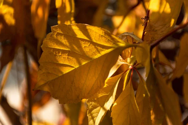 Feuilles Automne Orange Sur Arbre Gros Plan Lumière Soleil Brillante — Photo