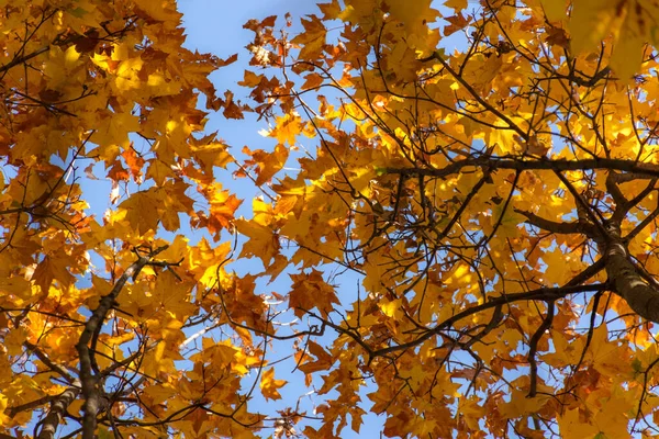 Sárga Juharfalevelek Égnek Gyönyörű Őszi Természetes Háttere Narancs Levelek Fákra — Stock Fotó