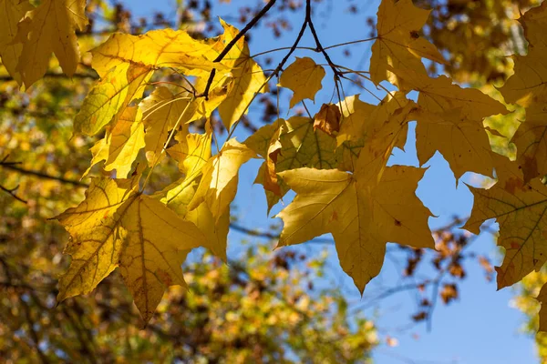 黄色いカエデが空に向かって葉を出します オレンジの葉の美しい秋の自然の背景 木々や空の下のビュー 秋に近づくというコンセプト — ストック写真