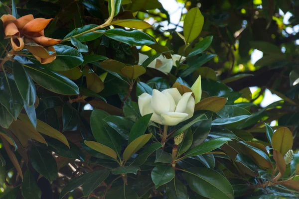 Beyaz Manolya Baharda Çiçek Açmış Evergreen Süs Bitkisi Bahçenin Gölgesinde — Stok fotoğraf