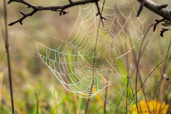 Spider Web Dew Drops Autumn Bush Gentle Natural Autumn Background — Stock Photo, Image