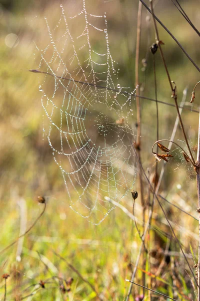Spider Web Dew Drops Autumn Bush Gentle Natural Autumn Background — Stock Photo, Image