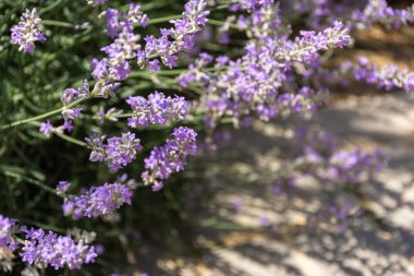 Lavanta çiçeklerine yakın çekim. Çiçek açan lavanta çiçeği. Güneş ışığında güzel mor lavanta çiçekleri.