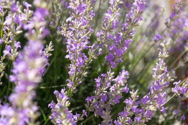 Lavanta çiçeklerine yakın çekim. Çiçek açan lavanta çiçeği. Güneş ışığında güzel mor lavanta çiçekleri.