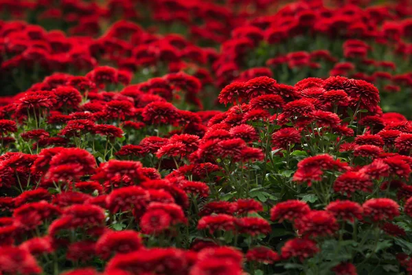 Vörös Krizantém Közelkép Felülről Egyenruhás Vörös Őszi Virágszőnyeg Képeslap Természetes — Stock Fotó